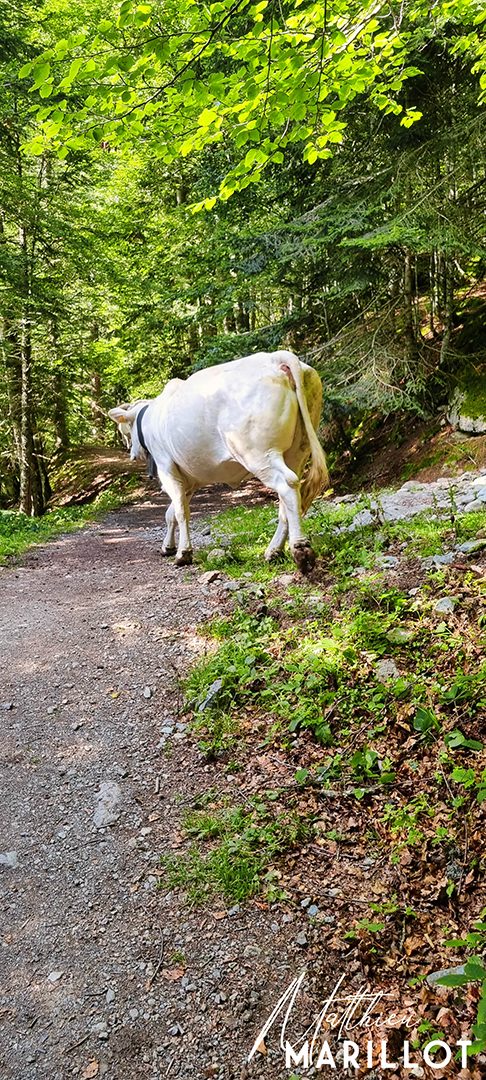 Lac de Ayous - Laruns — photo 13